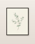 Eucalyptus — affiche botanique Lullae