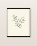 Olivier — affiche botanique Lullae