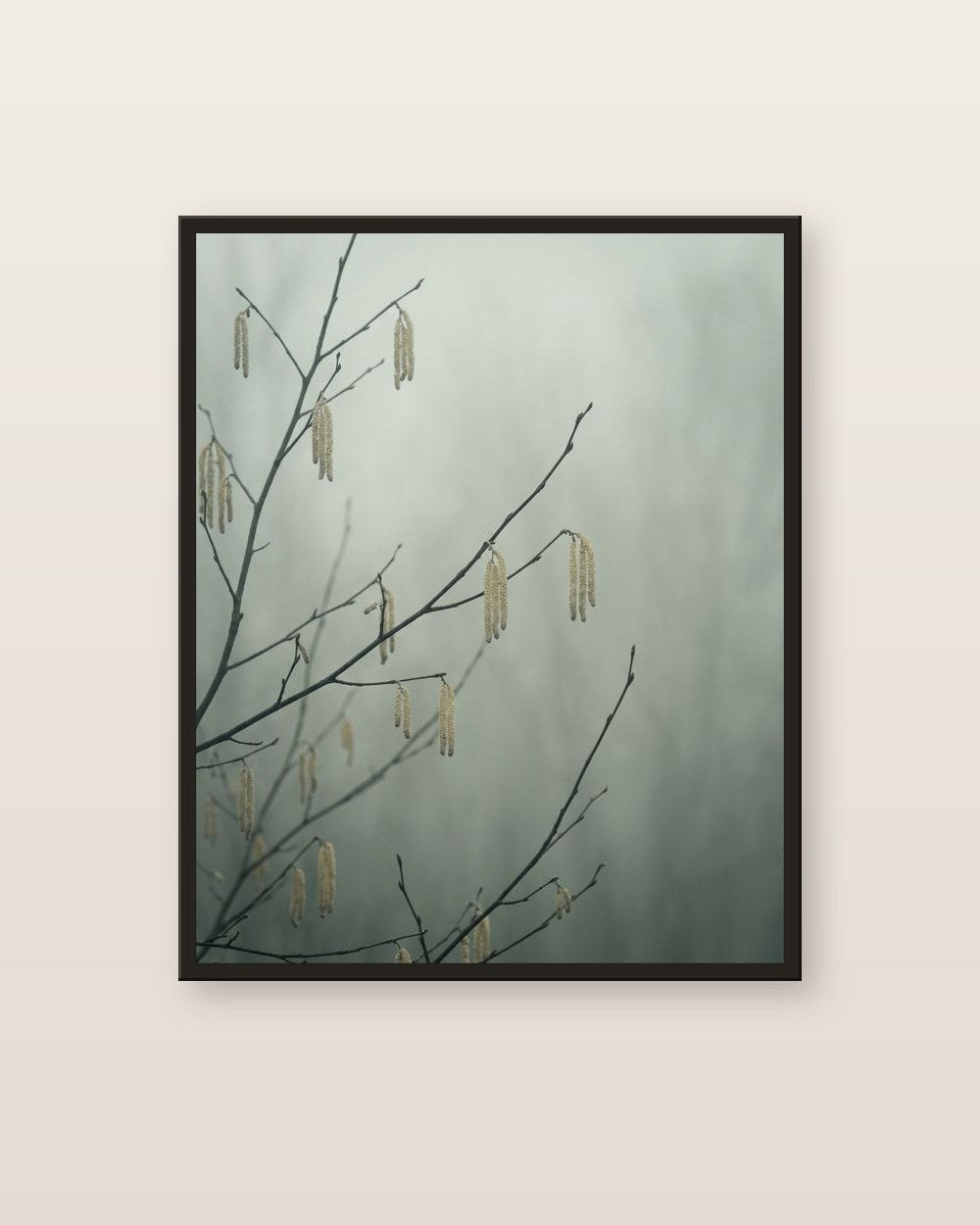 Chatons de noisetier — affiche botanique Lullae