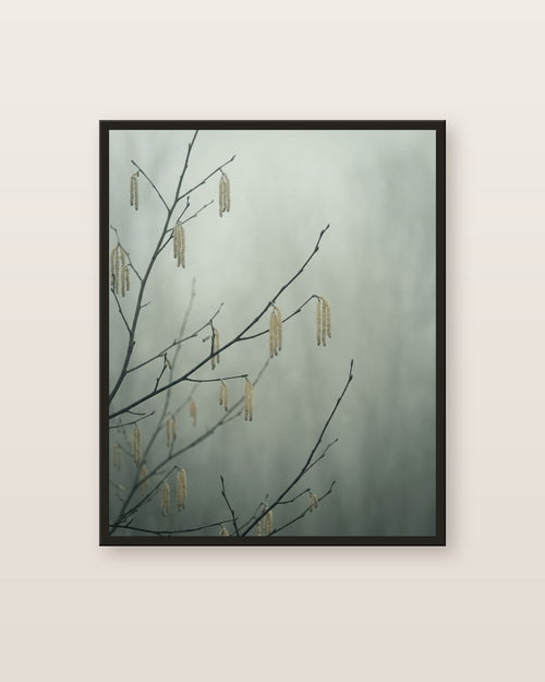 Chatons de noisetier — affiche botanique Lullae